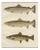 V. C. E. Björncrants, and W. V. Wright, Brown Trouts, 1895, Lithograph on Paper For Sale