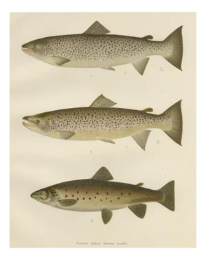 V. C. E. Björncrants, and W. V. Wright, Brown Trouts, 1895, Lithograph on Paper