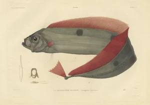 Forget after Acaric Baron, Trachipterus Trachypterus, 1842, Paper