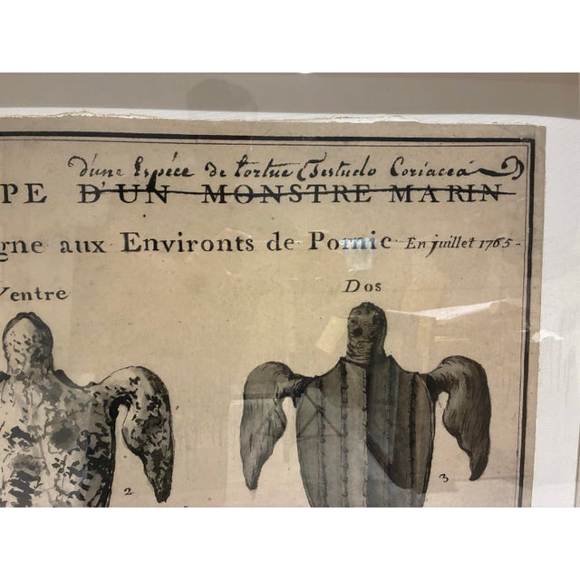 Traditional Natural Curiosities Large 1765 French Leatherback Sea Turtle Study Reproduction Print, Framed For Sale - Image 3 of 10
