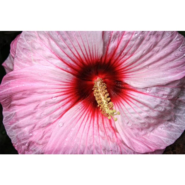 Flower' by Stuart Möller Wonderfully raw and sexual capture of a hibiscus flower following a rain storm. An exquisite...