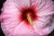 Flower' by Stuart Möller Wonderfully raw and sexual capture of a hibiscus flower following a rain storm. An exquisite...