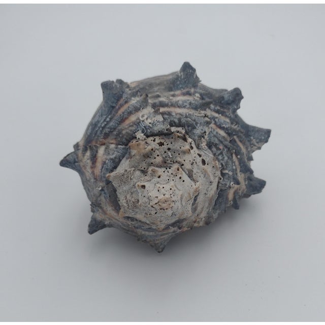 Vintage Black Murex Shell With Natural Weathering – Sea of Cortez, C. 1970s For Sale In Santa Fe - Image 6 of 10