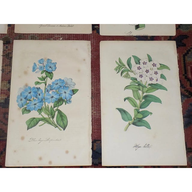 Mid 19th Century Antique 19th Century Hand Colored Botanical Lithographs - Set of 7 For Sale - Image 5 of 8