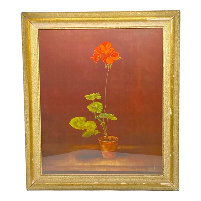 Framed Print "Geranium in a Pot" by Marcus Jacobi For Sale