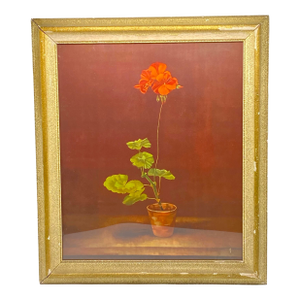 Framed Print "Geranium in a Pot" by Marcus Jacobi