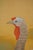 Japanese Japanese Meiji Two-Panel Screen With Tom Turkey and Hen, Signed Yoho, C. 1900 For Sale - Image 3 of 15