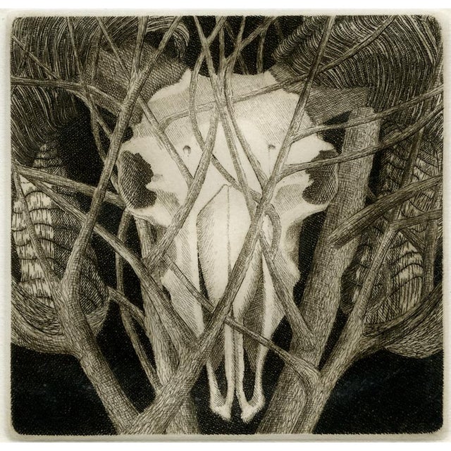 Contemporary 1970s Signed, Limited Edition Etchings of Ram Skulls by Elizabeth Quandt - Set of 4 For Sale - Image 3 of 9