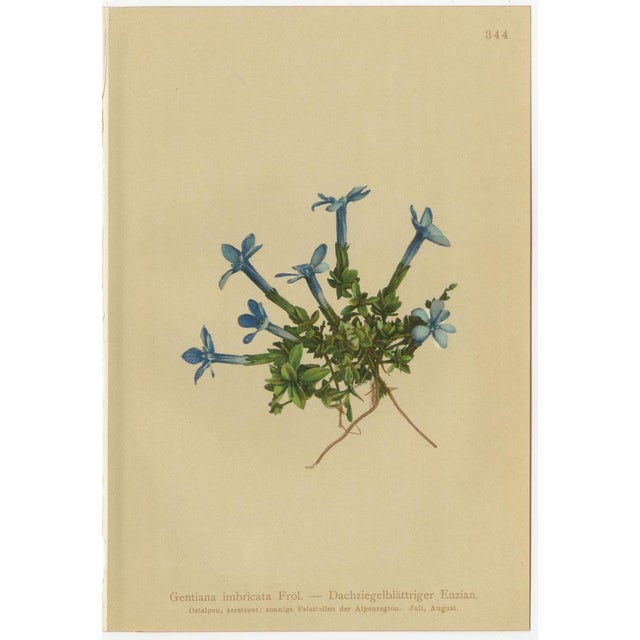Alpine Gentian Botanical Illustrations, 1897, Set of 4 For Sale - Image 6 of 9
