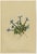 Alpine Gentian Botanical Illustrations, 1897, Set of 4 For Sale - Image 6 of 9