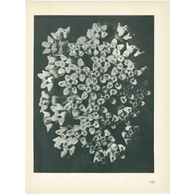 Abstract 1928 Karl Blossfeldt Original Period Photogravure N115 of Asclepias Incarnata For Sale - Image 3 of 6