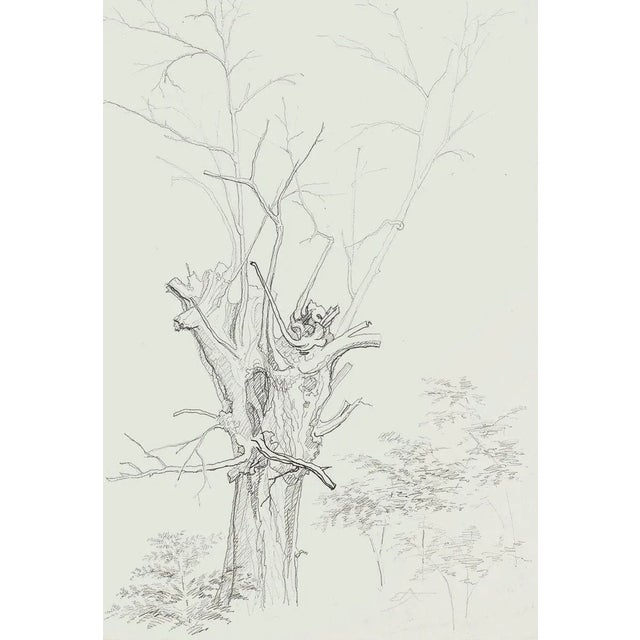 Winter Tree - Original Pencil Drawing by French Master mid 20th Century Mid 20th Century For Sale - Image 3 of 3