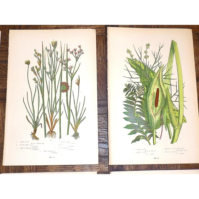 Realism 19th Century Lithographs - Botanicals - Set of 9 For Sale - Image 3 of 8
