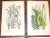 Realism 19th Century Lithographs - Botanicals - Set of 9 For Sale - Image 3 of 8