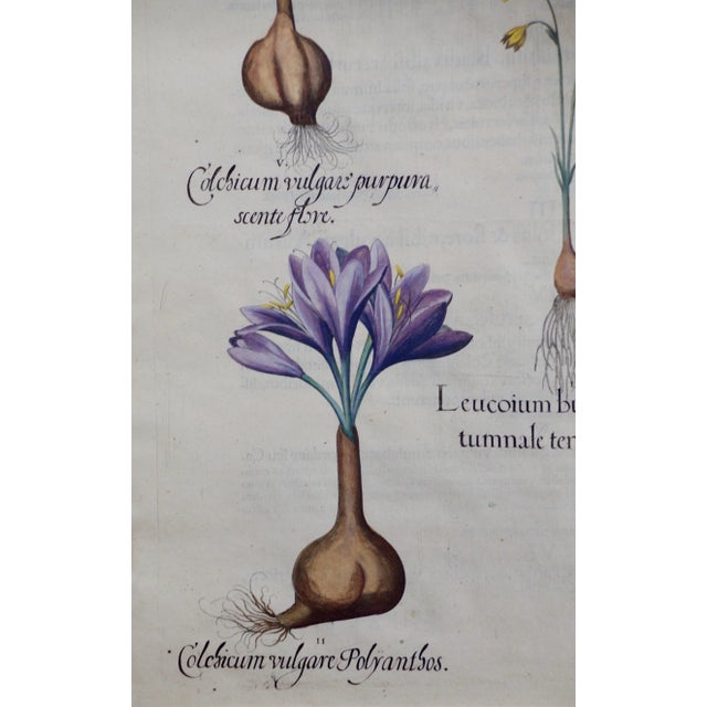 Realism Autumn Snowflake and Meadow Saffron Flowers: A 17th C. Botanical Engraving by Basilius Besler Besler, 1613 For Sale - Image 3 of 6