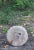 1930s Granite Mill Water Fountain Stone 17 For Sale - Image 4 of 6