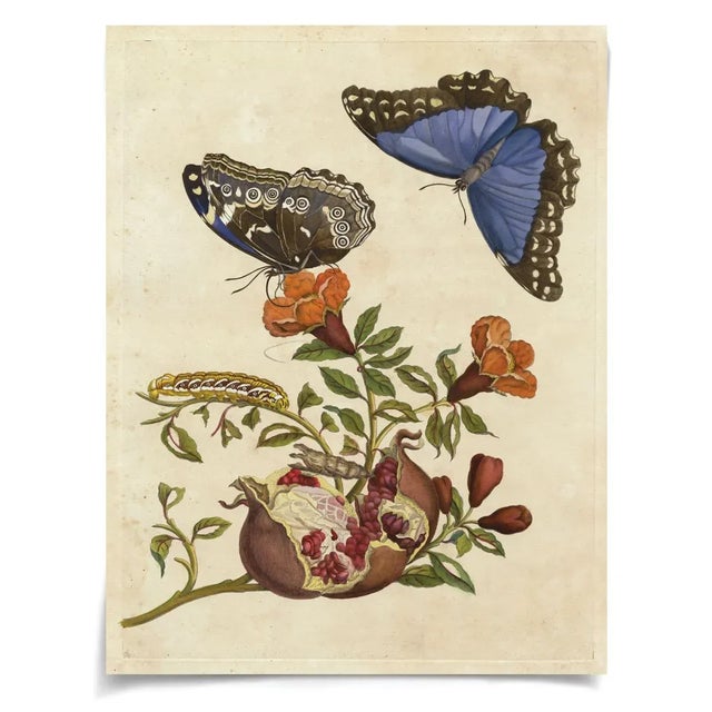Maria Merian was a dutch artist in the 1700’s and her work was one of the first to show the process of metamorphosis.