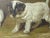 Antique English Painting of Jack Russell Puppies at Play For Sale - Image 9 of 16