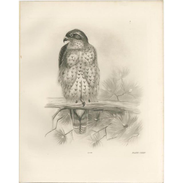 Beige Lilian Marguerite Medland, Three British Raptors: Buzzards and Adult Goshawk, 1908, Photogravure, Set of 3 For Sale - Image 8 of 10