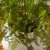 Early 21st Century Soft Fern Drop-In 36" For Sale - Image 5 of 5