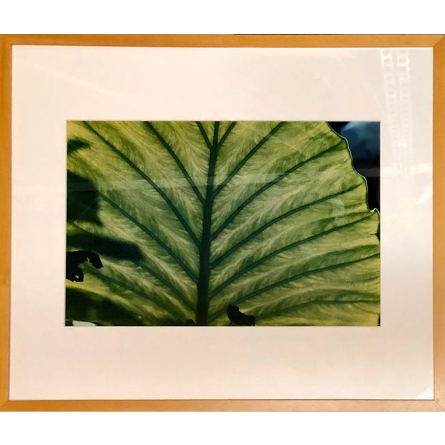 Evelyn Lauder, Luminous Leaf Color Photo C Print Foliage Vintage Plant Photograph Evelyn Lauder, 1999 For Sale - Image 9 of 10