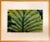 Evelyn Lauder, Luminous Leaf Color Photo C Print Foliage Vintage Plant Photograph Evelyn Lauder, 1999 For Sale - Image 9 of 10