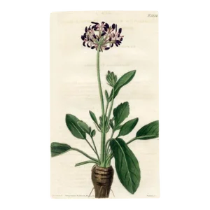 1822, Black-Flowered Geranium Botanical Print, Curtis's Botanical Magazine, Original Antique Botanical Print, Engraving, England