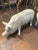 Painted White Cast Iron Pigs, Set of 2 For Sale - Image 4 of 15