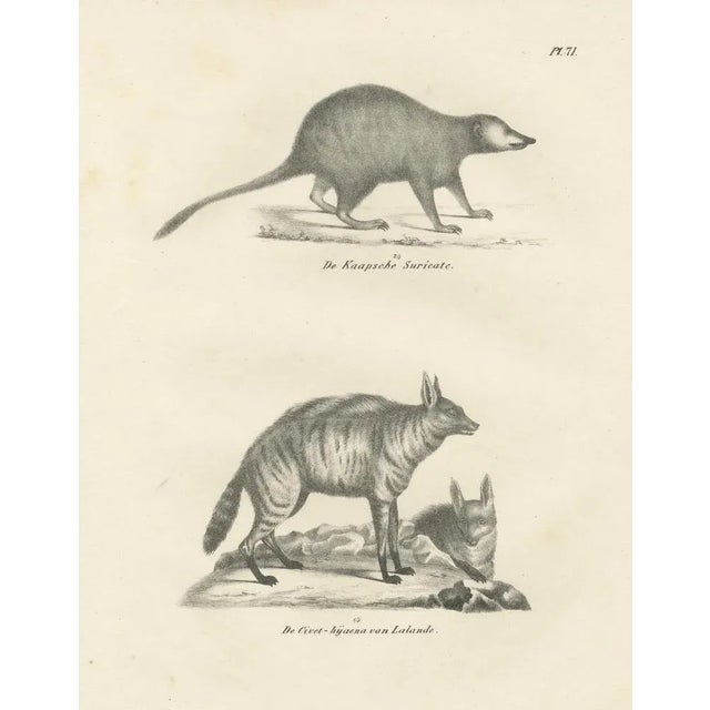 Black C.C. G. Zool., The Cape Meerkat and Lalandes Civet Hyena, 1836, Lithograph For Sale - Image 8 of 12