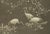 Audsley, Cranes and Blossoms in a Japanese Ornamental Scene, 1884, Heliograph For Sale - Image 4 of 6