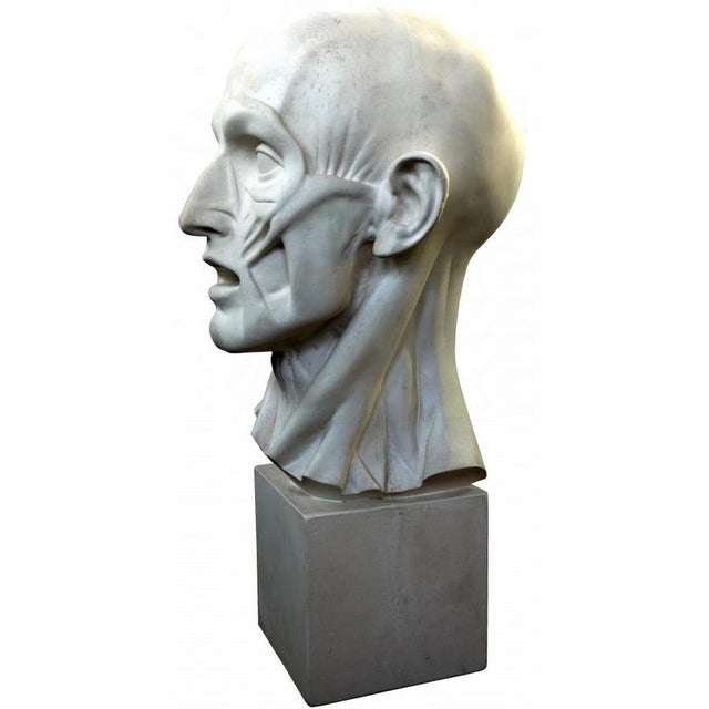 Jean-Antoine Houdon, Flayed Man, 20th Century, Plaster Cast For Sale - Image 3 of 6