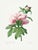 Peony by Pierre-Joseph Redouté, Vintage Botanical Art Print, 12" X 16" For Sale