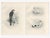 Lilian M. Medland, Adult Sparrowhawk and Chicks, 1908, Monochrome Ornithological Plates, Set of 2 For Sale - Image 3 of 10