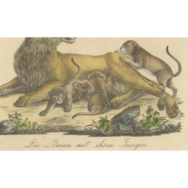 Black Karl Joseph Brodtmann, Lioness with Cubs, 1816, Lithograph For Sale - Image 8 of 10