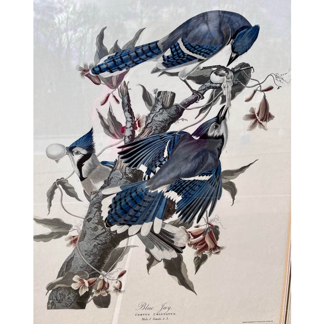 Mid 20th Century 1960s XLarge 35"h Reproduction Prints of Audubon "Birds of America" Engravings by R. Havell -Set of 2 For Sale - Image 5 of 17