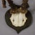 Abnorm Deer Trophy on Turned Plaque, Germany Ca. 1930s For Sale - Image 6 of 7