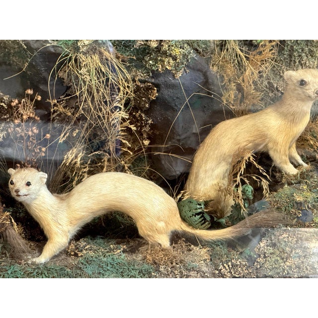 Victorian Taxidermy Diorama of Five Weasels in Diorama Case, circa 1880 For Sale - Image 9 of 18