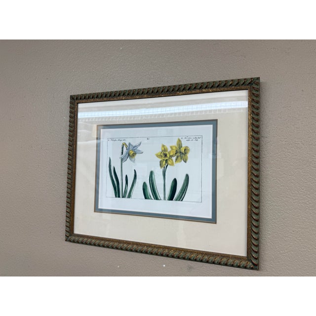Daffodil Botanical Art Print, Framed For Sale - Image 10 of 12