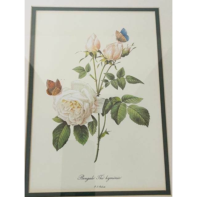 Vintage P.J.Tedoute chromolithograph of white roses in gold frames.