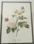 Vintage P.J.Tedoute chromolithograph of white roses in gold frames.