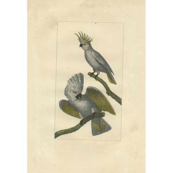 Bird Print of Cockatoos, Paper For Sale - Image 3 of 6