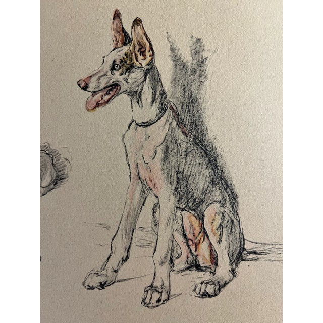 1935 Ibiza Hound Puppy Aldin Portrait Print For Sale - Image 4 of 5
