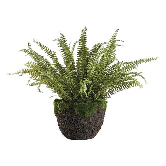 Grand Boston Fern Drop-In 30" For Sale