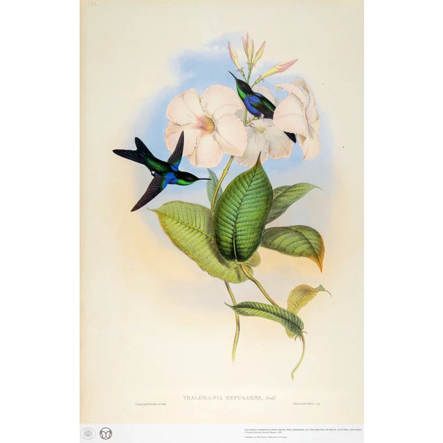 This is a special-edition facsimile of the Thalurania Refulgens (Refulgent Wood-Nymph) Plate 102, and Thalurania...