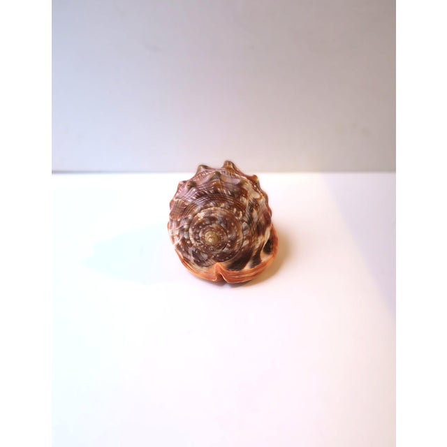 Mid 20th Century Italian Cameo Shell Seashell, Neoclassical Style, Mid-20th Century, Italy For Sale - Image 5 of 8