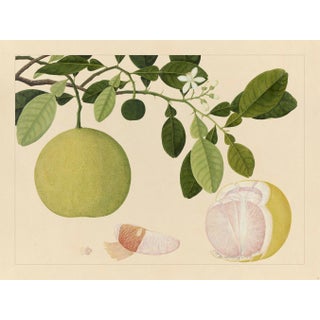 Golden Tropic Botanicals, Giclée Print #20 Reproduction For Sale