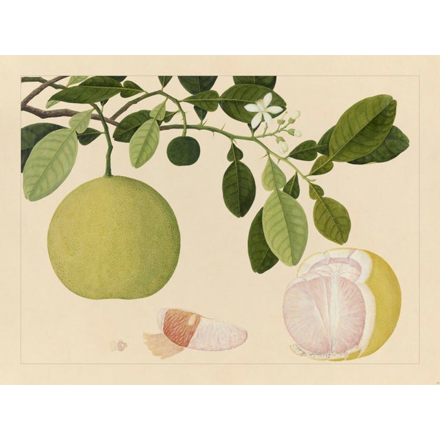 Golden Tropic Botanicals, Giclée Print #20 Reproduction For Sale