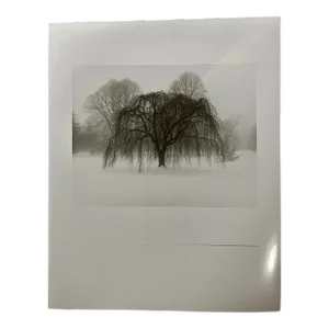 1980 Weeping Tree in Snow Original Photograph