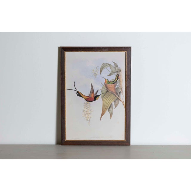 Mr John Gould's tropical framed Bird prints 1955 taken from his limited edition of 1000. The most celebrated British...