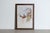 Mr John Gould's tropical framed Bird prints 1955 taken from his limited edition of 1000. The most celebrated British...